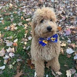Goldendoodle All Grown Up from Connie’s Goldendoodles