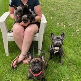 French Bulldog puppies from The French Tribe