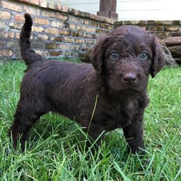 Goldendoodles and Labradoodles from Mixon Farm Doodles