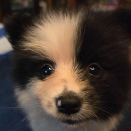 Black parti boy 2 - Black parti male Pomeranian puppy in Hazleton, Indiana from Hyneman's Haven Poms