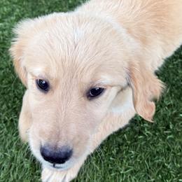 Butch - Golden male Golden Retriever puppy in Oak Hill, Florida from Swingin T Ranch LLC