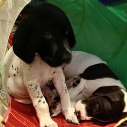 Boy 4 - male German Shorthaired Pointer puppy in Richmond, Texas from Southern Star GSP/Stern des Südens