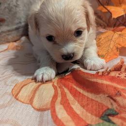 Butters - Cream and white male Chihuahua puppy in Waycross, Georgia from OakView Farm Chihuahuas FB
