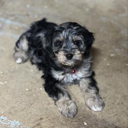 King - Blue roan and tan male Cockapoo puppy in Placerville, California from Rpuppies