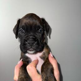 Mogi - Brindle male Boxer puppy in Jamesville, New York from Reynolds Homestead Boxers