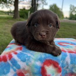 Girl 2 - Red female Australian Shepherd puppy in Hillsboro, Illinois from Perfect Paws Puppies