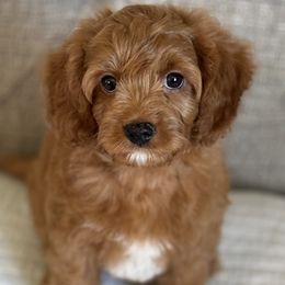 Henry - Red male Cavapoo puppy in Beckley, West Virginia from By Design Doodles