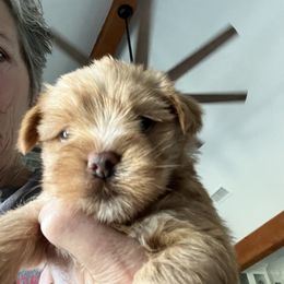 Yorkshire Terrier Puppies from Thomas Valley Yorkies