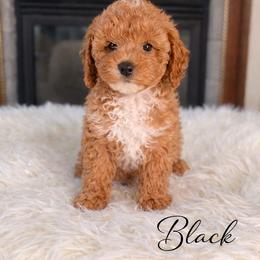 Boy 2 - male Australian Labradoodle puppy in Aurora, Oregon from Divine Poodles
