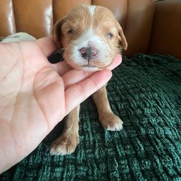 Noelle - Apricot female Goldendoodle puppy in Ottawa, Ohio from Simply Beautiful Goldendoodles
