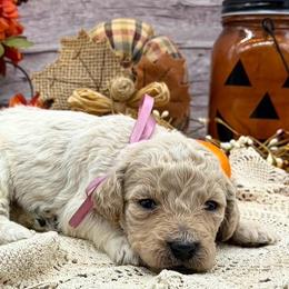 Amber - Cream female Goldendoodle puppy in Lisbon, Ohio from Willow Lane Doodles