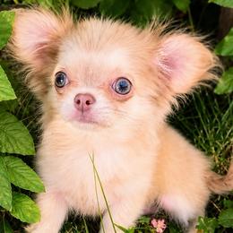 Chihuahua Puppies from Sugar Cookie Chihuahuas