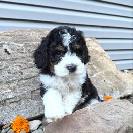Jesse - Black male Labradoodle puppy in Bruceton Mills, West Virginia from Adonai Ra'ah Farms