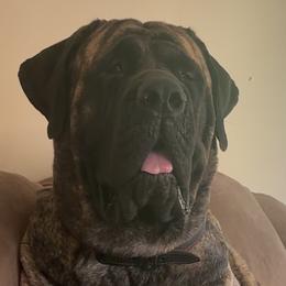 Dory - Mastiff