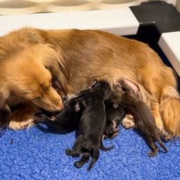Shaded Cream - Cream male Dachshund puppy in Harmony, North Carolina from Schuster Haus
