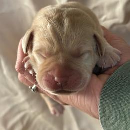 Yellow girl - Yellow female Labrador Retriever puppy in Isanti, Minnesota from Four Corners Family Labs
