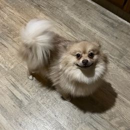 Pomeranians from Glover’s Poms
