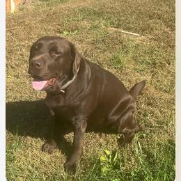 Labrador Retriever All Grown Up from Russell Creek Labradors
