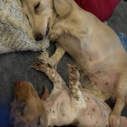 Dachshund, Poodle, and Yorkshire Terrier All Grown Up from Granny's babies