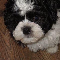 Blaze - Black and white Shichon puppy in Everett, Washington from Megen D Conroy