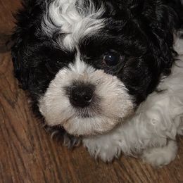 Blaze - Black and white Shichon puppy in Everett, Washington from Megen D Conroy