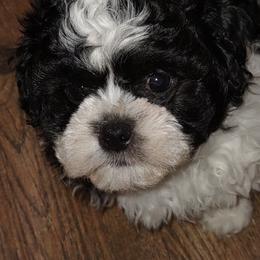 Blaze - Black and white Shichon puppy in Everett, Washington from Megen D Conroy