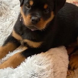 Rottweiler Puppies from Harris Hill Rottweilers