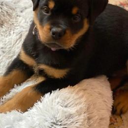 Rottweiler Puppies from Harris Hill Rottweilers