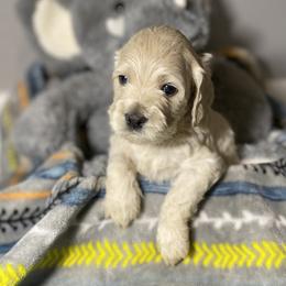 Cockapoo and Goldendoodle Puppies from Capital Doodles