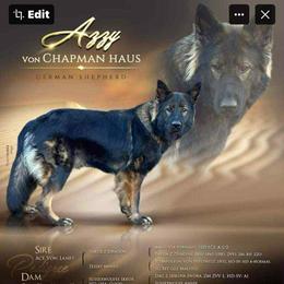 Azzy - German Shepherd