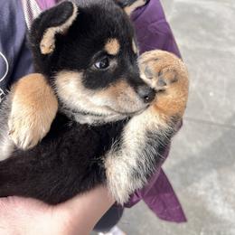 Holly - Black and tan female Shiba Inu puppy in San Francisco, California from Bay Area Shiba Inu