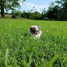 Tinkerbell - Blue merle female Pomeranian puppy in Ada, Oklahoma from Once Upon A Fluff