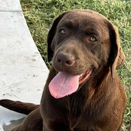 Dilute Retrievers from JP Kennels, LLC