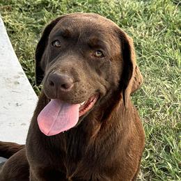 Dilute Retrievers from JP Kennels, LLC