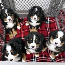 Bernese Mountain Dog puppies from Faith and Family Farm