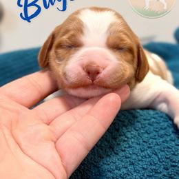 Bugs - White and orange male Brittany puppy in Prospect, Virginia from Sandridge Brittanys