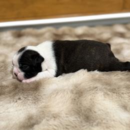 Boy 2 Haggerty dot - Black brindle and white male Boston Terrier puppy in Madera Acres, California from Muggin Bostons Terriers and Mini Dachshund