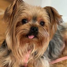 Lulu - Yorkshire Terrier