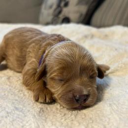 Girl 2 purple - Apricot female Cavapoo puppy in Orion, Illinois from Poppy Garden Doodles