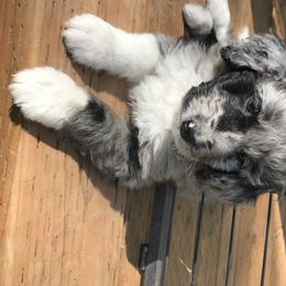 Aussiedoodle and Poodle Puppies from Arena Valley Acres LLC