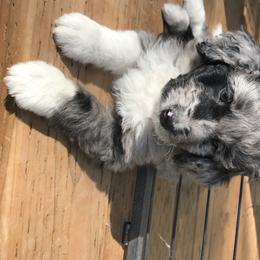 Aussiedoodle and Poodle Puppies from Arena Valley Acres LLC