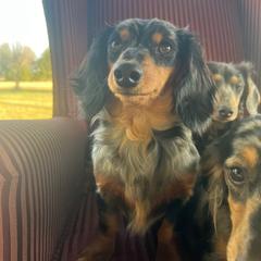 Willow - Dachshund