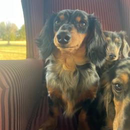 Willow - Dachshund