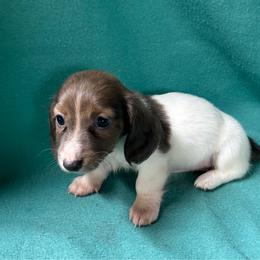 Girl 3 - Piebald female Dachshund puppy in Temecula, California from Naomi Magee's Dachshund Kennel