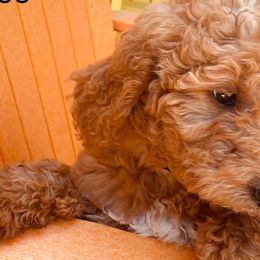 Goldendoodles from Kim’s Doodles