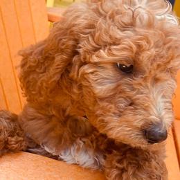 Goldendoodles from Kim’s Doodles