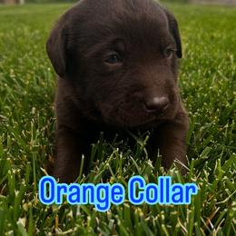 Australian Cattle Dog and Labrador Retriever Puppies from Christensen Heelers