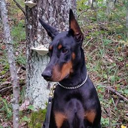 ROCKY - Doberman Pinscher