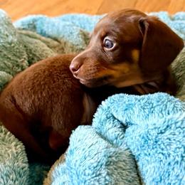 Charlie - Chocolate and tan male Dachshund puppy in Nampa, Idaho from 208 Wiener Wiggle Butts LLC
