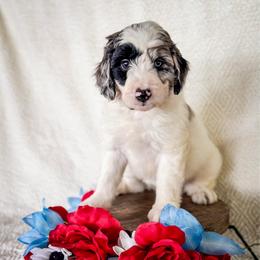 Momo - White and blue merle female Bordoodle puppy in Elizabeth City, North Carolina from Howdy Doodles